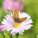 Butterfly - VideoHive Item for Sale