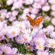 Butterfly - VideoHive Item for Sale