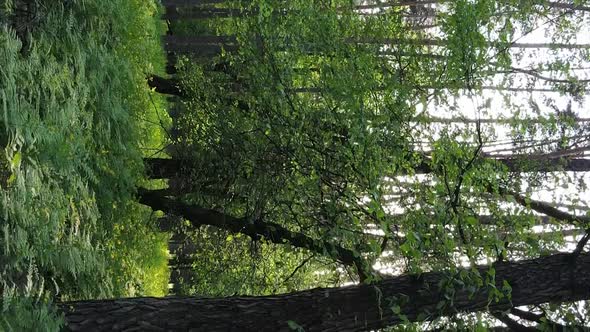 Vertical Video of a Beautiful Green Pine Forest on a Summer Day Slow Motion