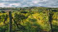 Vineyard region landscape in summer. - PhotoDune Item for Sale