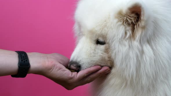 A cute funny dog ​​posing in the camera with glasses, Samoyed dog. White Samoyed dog in red glasses