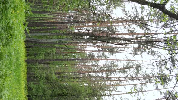 Vertical Video of a Forest with Pine Trees