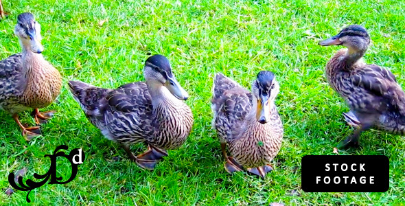 Baby Ducks Eating and Walking on Grass
