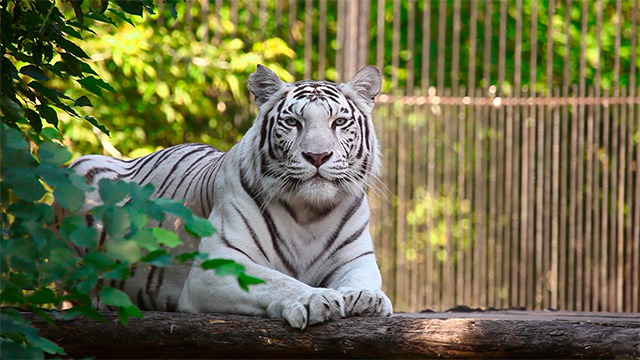 White tigress