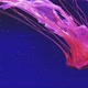 Jellyfish Swimming in Blue Water - VideoHive Item for Sale