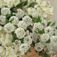 Hydrangea - 3DOcean Item for Sale