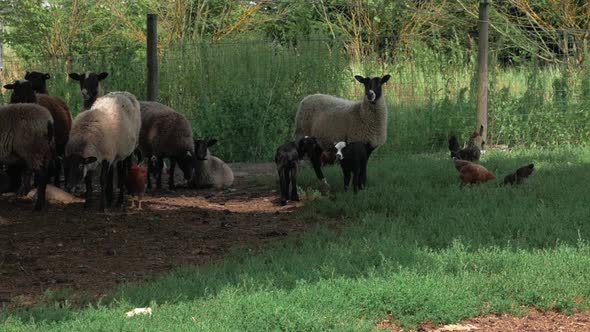 Herd of sheeps relaxing under the tree in the shadow while chickens running around and two young lam