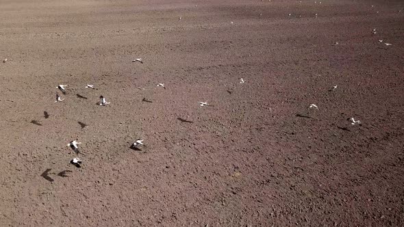 Many Storks in the Plowed Field in the Village