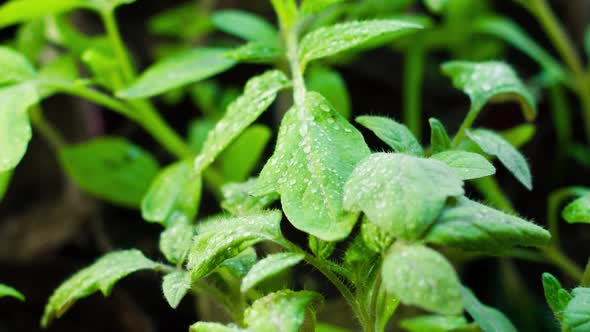 Young Juicy Green Seedlings of Tomato in Cups Stand on a Quiet Place in Sunny Bright Weather