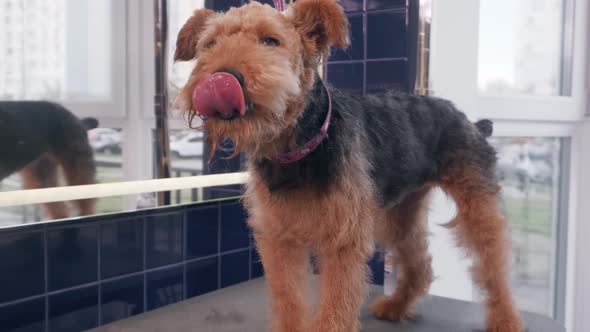 Beautiful Brown Dog Airedale in the Grooming Salon While Cutting