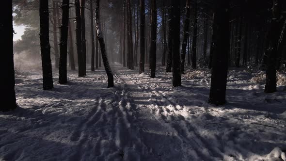 Frosty sunny winter landscape in snowy pine forest