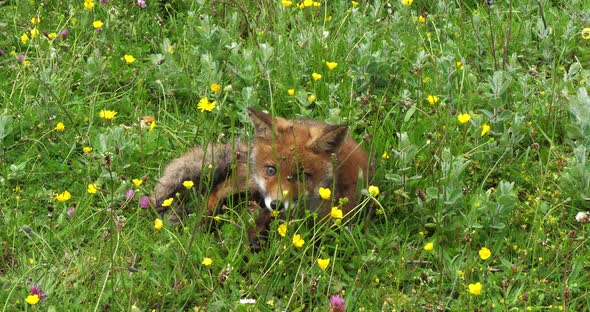 Red Fox, vulpes vulpes, Pup Walking in Meadow with Yellow Flowers, Normandy in France