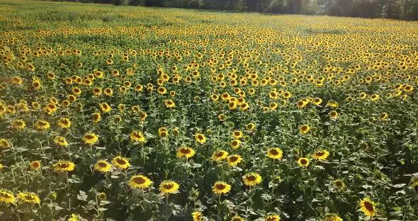 Fly Over Feld of Sunflowers