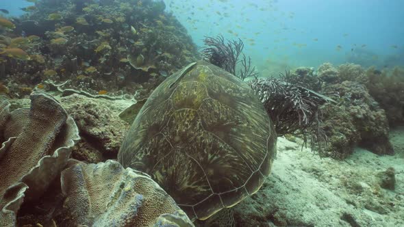 Sea Turtle Under Water