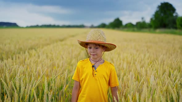 Boy on big field of wheat. Portrait of cute boy walking on wheat field