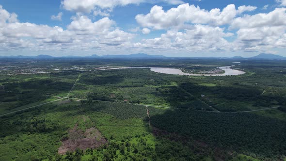 Aerial View of The Palm Oil Estates