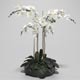 Orchid - 3DOcean Item for Sale