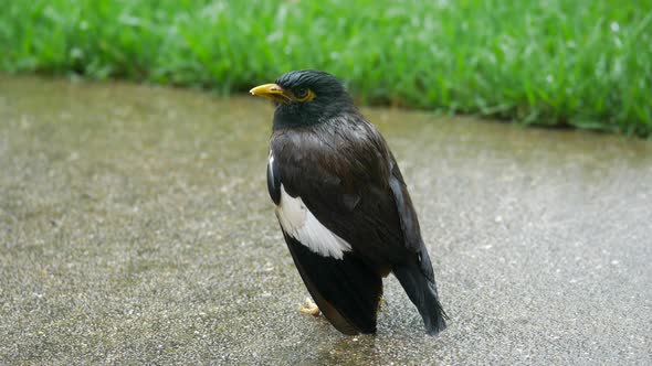 Saturated Common Myna Bird On A Footpath Looking Around