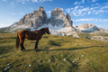 Wild horse on the meadow with Tre Cime di Lavaredo peacks in background- Dolomites, Italy - PhotoDune Item for Sale