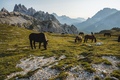 Wild horses on the meadow with Tre Cime di Lavaredo peacks in background- Dolomites, Italy - PhotoDune Item for Sale