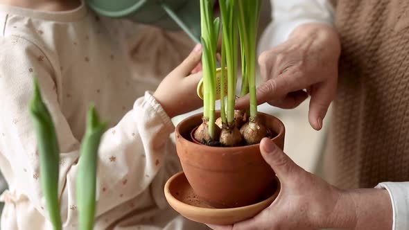 An Elderly Woman Grandmother and a Little Girl Granddaughter Take Care of and Plant Potted Plants