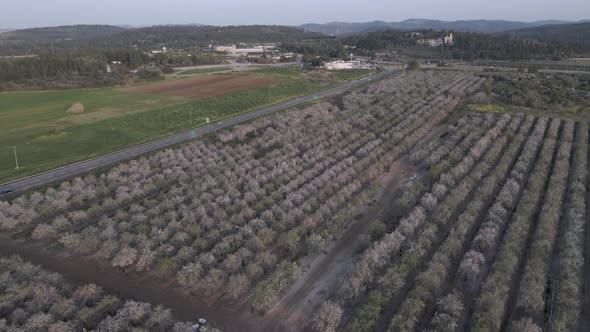 Aerial View of the Almond Blossoms Trees