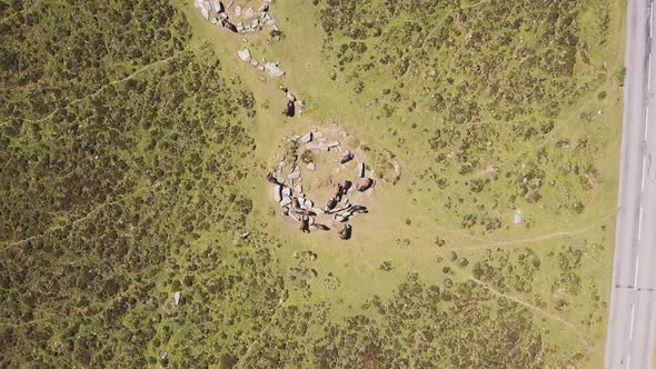 Wide aerial of ponies grazing next to a road in Dartmoor National Park, England.