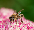 Bee on sedum flower blossoms - PhotoDune Item for Sale