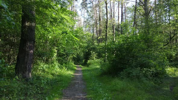 Beautiful Green Forest on a Summer Day Slow Motion