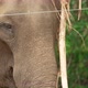 Elephant in Sri Lanka - VideoHive Item for Sale