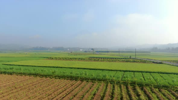 Beautiful rice plantations on flatland near village of Windusari, aerial fly forward view