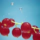 Red Currant Berry Twig Falls - VideoHive Item for Sale