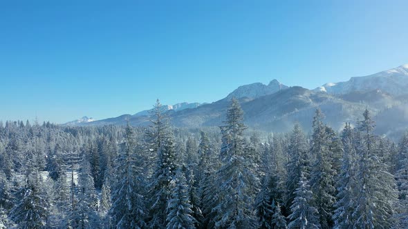 Flight Over a Fabulous Snowcovered Forest on the Slopes of the Mountains Rocky Mountains in the