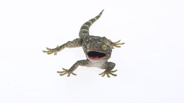 Tokay Gecko - Gekko Gecko on White Background. Close Up. Slow Motion