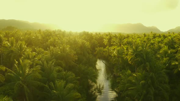 Sunset Nature River Landscape and Palm Trees Aerial View. People Having Active Fun in River