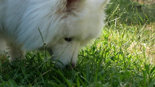 A beautiful white Samoyed dog lies on the green grass. Dog at sunset. Samoyed Laika close-up.