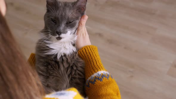 A Fluffy Gray Cat in the Hands of His Loving Owner the Girl Strokes the Cat and Scratches His Muzzle