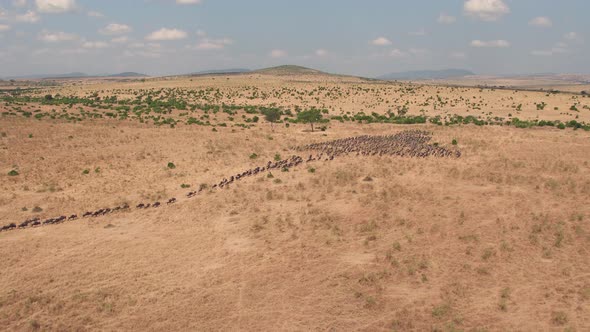 Aerial of wildebeests in Africa