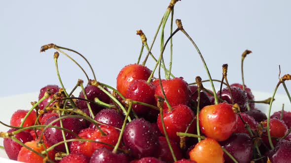 Harvest in Organic Garden