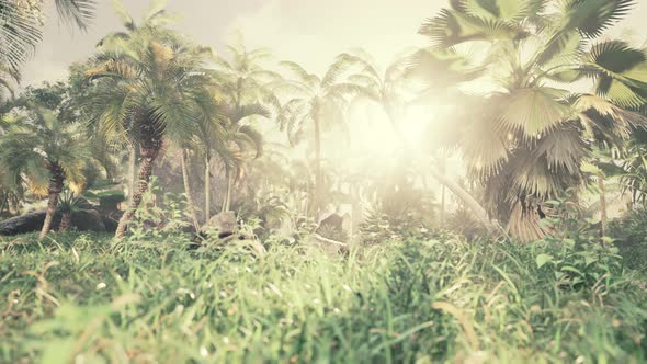 Tropical Forest with Plants and Trees in Sunlight