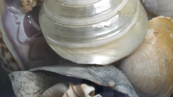 Close up of shells inside a glass bottle that is spinning and rotating