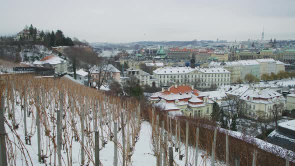 Saint Wenceslas vineyard, in Prague