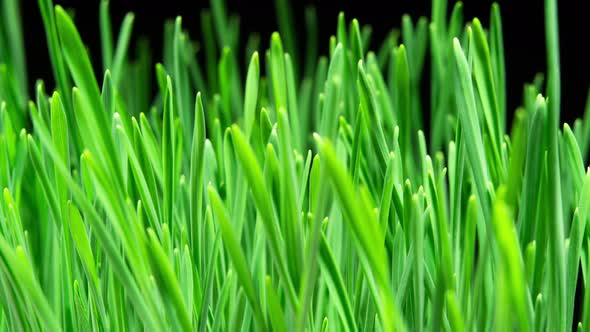 Wheat Sprouts Grow Fast in Time Lapse on a Black Background