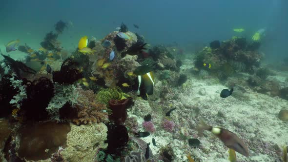 Coral Reef and Tropical Fish. Camiguin, Philippines