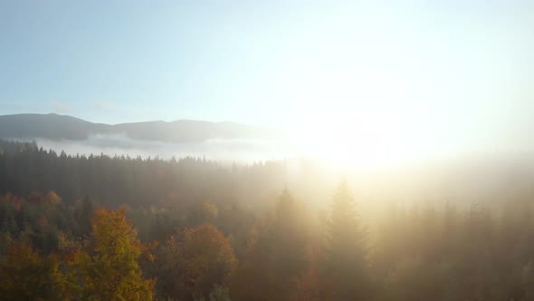 Flying Through the Fog Above a Bright Autumn Forest on the Slopes of the Mountains at Dawn
