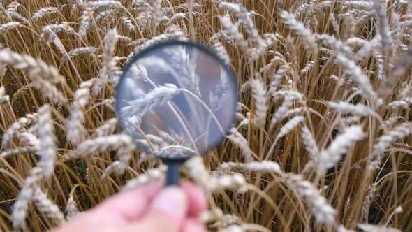 Young Agronomist on a Wheat Field