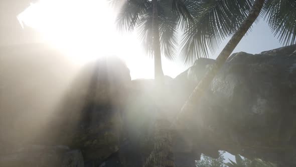 Big Palms in Stone Cave with Rays of Sunlight