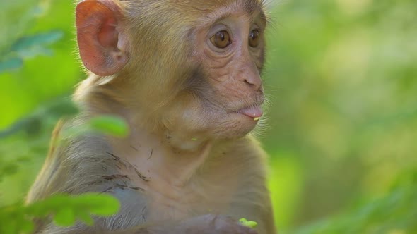 Rhesus Macaque Macaca Mulatta in Slow Motion is One of the Bestknown Species of Old World Monkeys