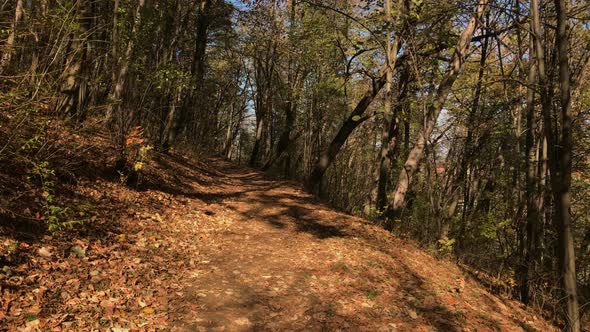 Scenery with forest in autumn 3840X2160 UltraHD footage - Beautiful sunny day in nature 2160p 30fps 