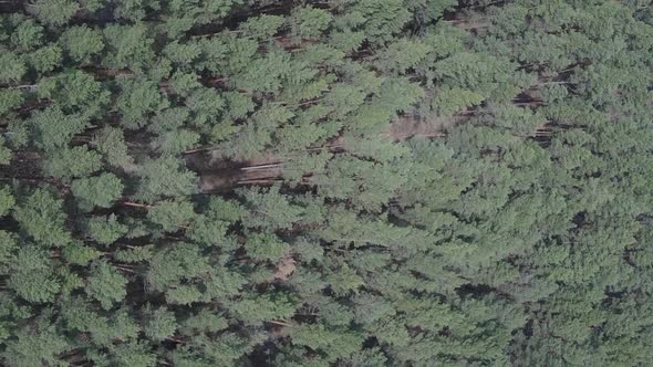Vertical Video of Green Pine Forest By Day Aerial View